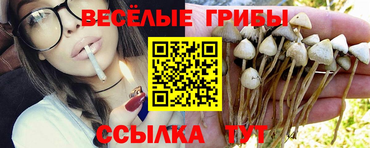 Чебоксары  Псилоцибиновые грибы Psilocybe  Вход с VPN 